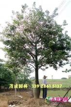 大腹木棉
