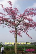 大腹木棉