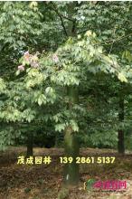 大腹木棉